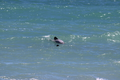 Cephalorhynchus hectori