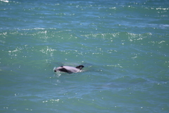 Cephalorhynchus hectori