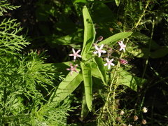 Oxypetalum solanoides