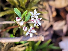Erigenia bulbosa