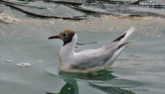 Chroicocephalus maculipennis