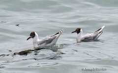 Chroicocephalus maculipennis