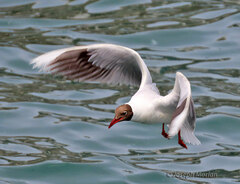 Chroicocephalus maculipennis