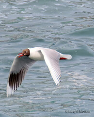 Chroicocephalus maculipennis