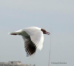 Chroicocephalus maculipennis