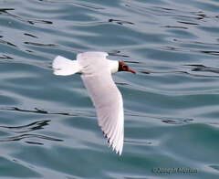 Chroicocephalus maculipennis