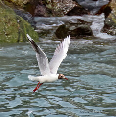 Chroicocephalus maculipennis