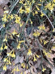 Jasminum nudiflorum