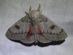 Syssphinx heiligbrodti