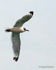 Leucophaeus pipixcan