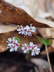 Erigenia bulbosa