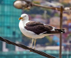 Larus dominicanus