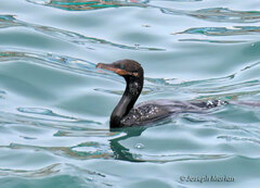 Nannopterum brasilianum