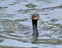 Nannopterum brasilianum