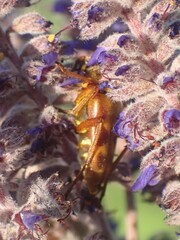 Typocerus octonotatus