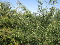 Pyrus communis communis