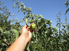 Pyrus communis communis