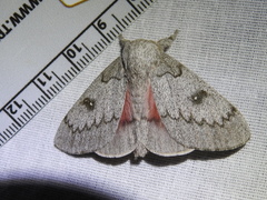 Syssphinx heiligbrodti