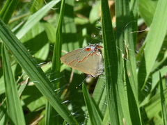 Electrostrymon endymion