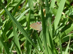 Electrostrymon endymion