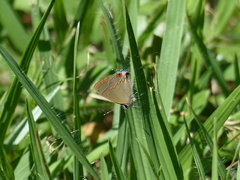 Electrostrymon endymion