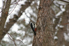 Dendrocopos major