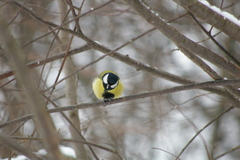 Parus major