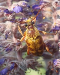 Typocerus octonotatus