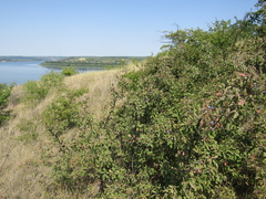Prunus spinosa dasyphylla