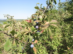 Prunus spinosa dasyphylla