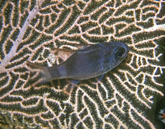 Nectamia bandanensis