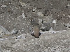 Tetraogallus tibetanus