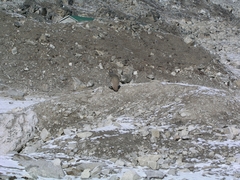 Tetraogallus tibetanus