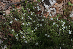 Veronica lycica