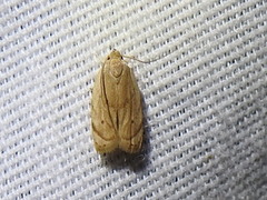 Antaeotricha haesitans