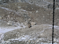 Tetraogallus tibetanus