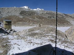 Tetraogallus tibetanus