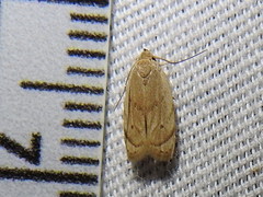 Antaeotricha haesitans