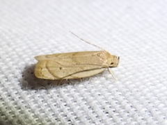 Antaeotricha haesitans