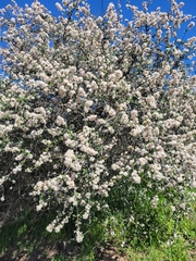Ceanothus megacarpus