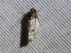 Antaeotricha irene