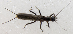 Capniidae