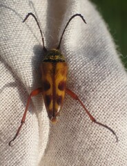 Typocerus octonotatus