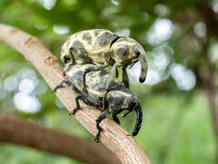 Ileomus