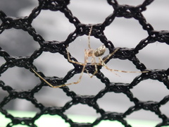 Cryptachaea gigantipes