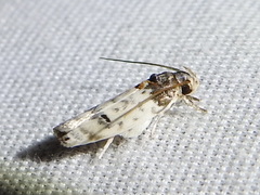 Antaeotricha irene