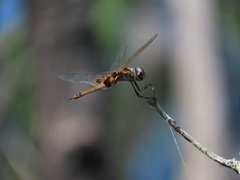 Tramea loewii