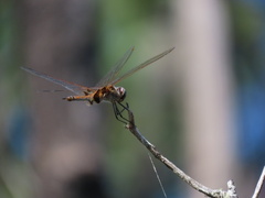 Tramea loewii