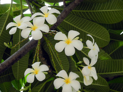 Plumeria obtusa