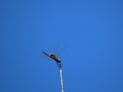 Tramea loewii